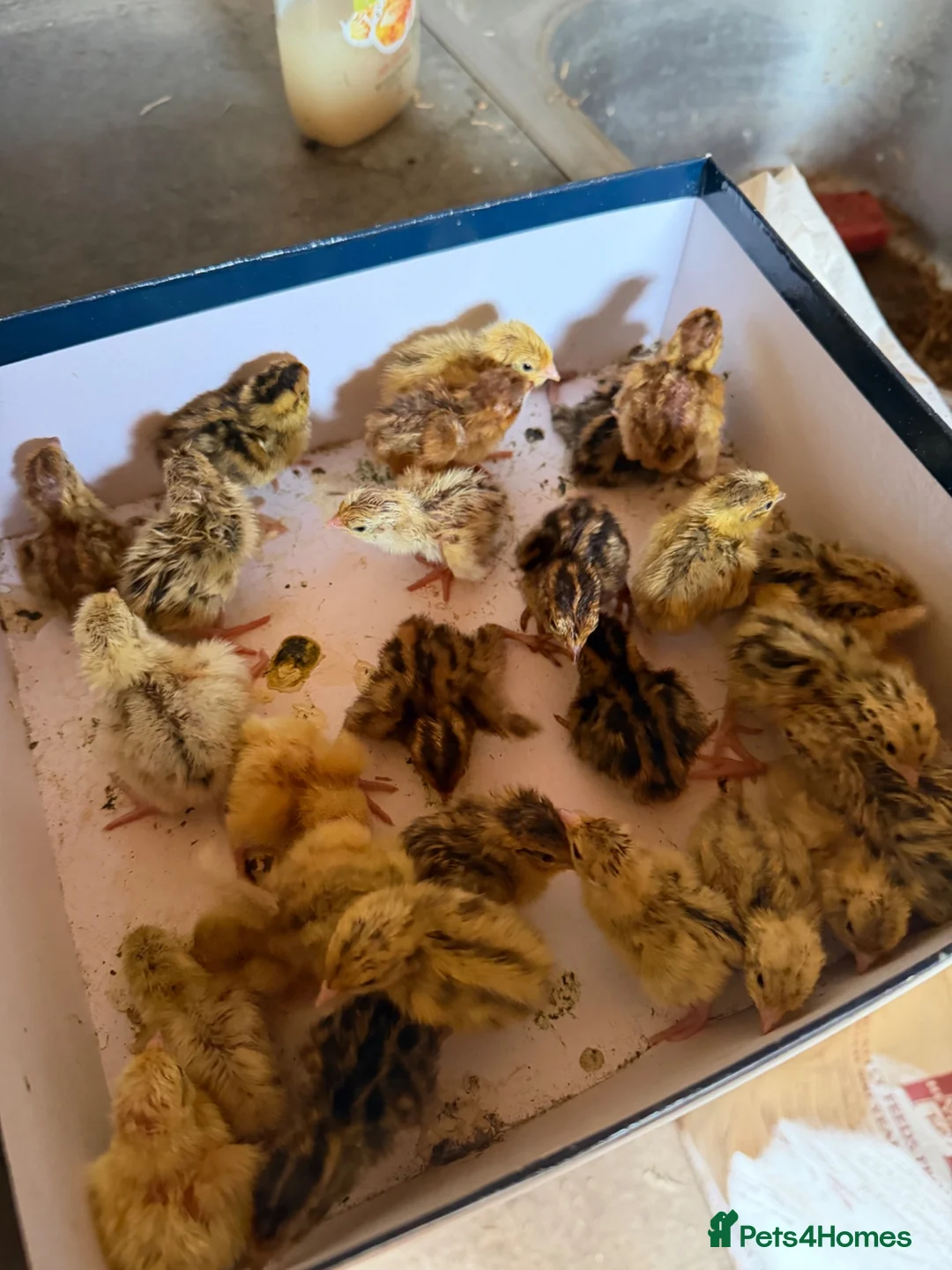 Quail poultry for sale: Baby jumbo quail in Derby - Advert 2