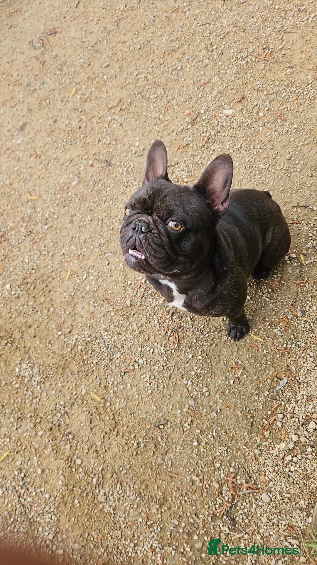 French Bulldog dogs KC Registered Male French BullDog - Advert 12