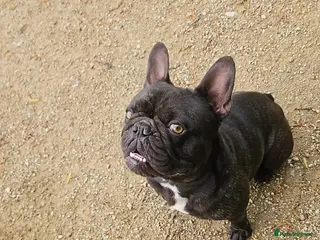 French Bulldog dogs KC Registered Male French BullDog - Advert 1