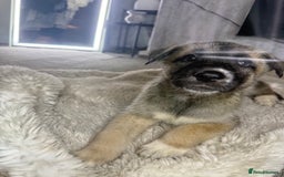 Mixed Breed dogs for sale: Akita/Belgian malenute puppy’s  - Image 11
