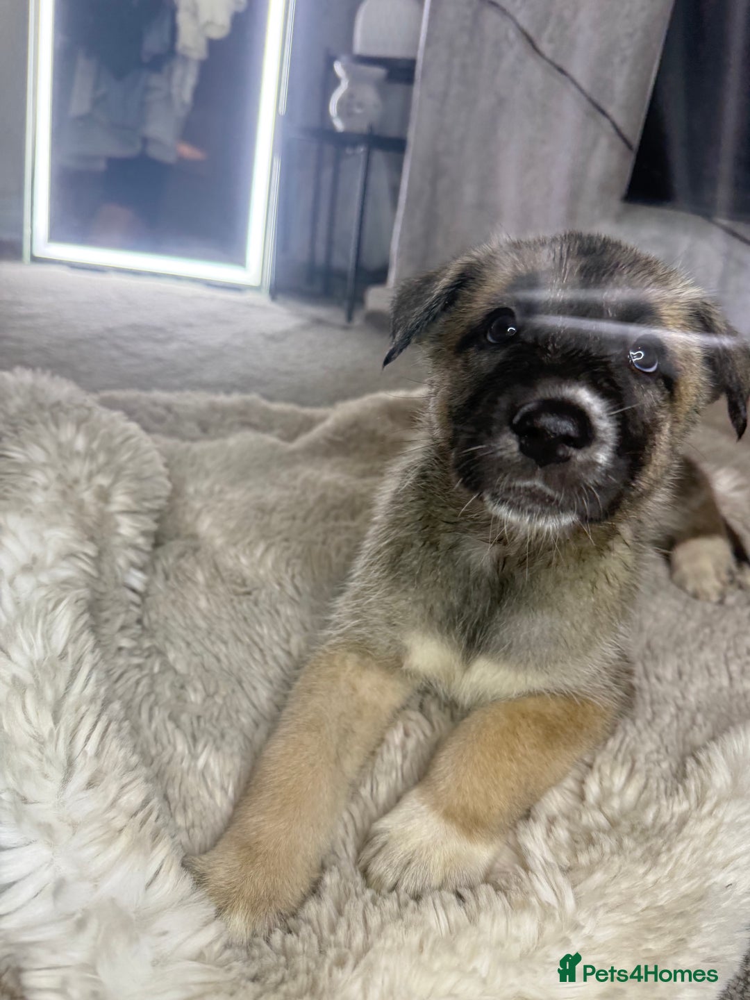 Mixed Breed dogs for sale: Akita/Belgian malenute puppy’s  - Image 11