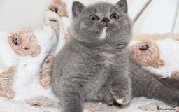 British Shorthair cats for sale: British Shorthairs. kittens - Image 13