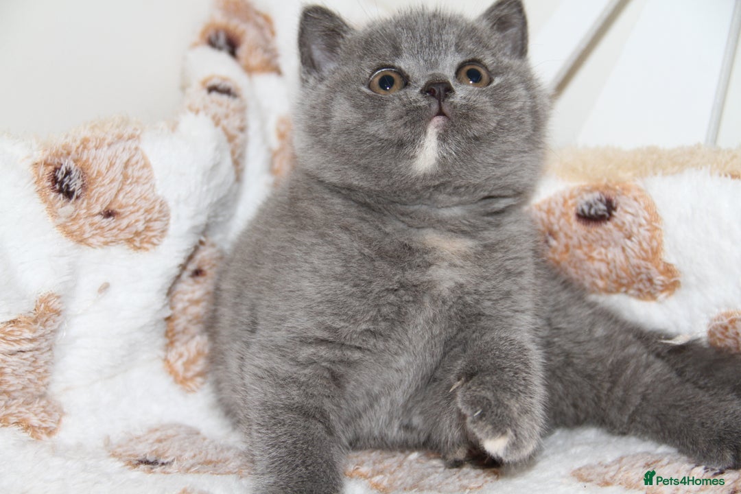 British Shorthair cats for sale: British Shorthairs. kittens - Image 13