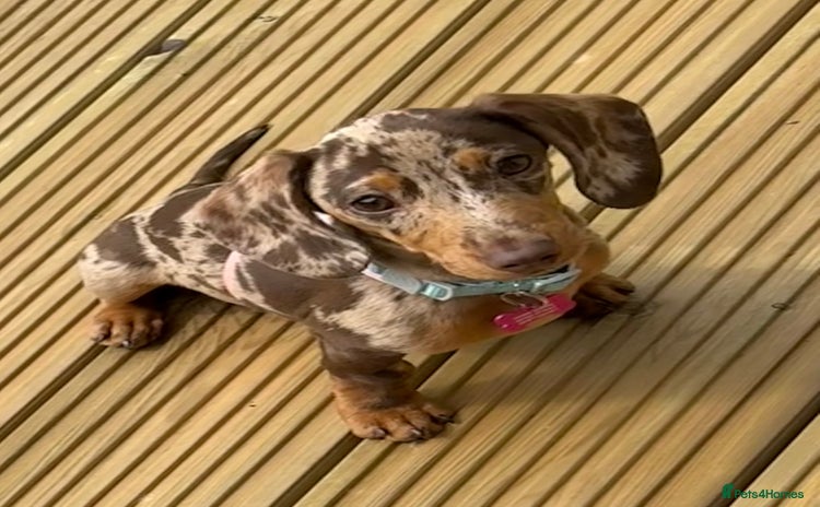 Miniature Dachshund dogs - Advert 1