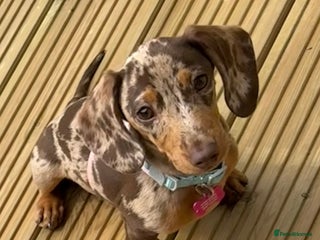 Miniature Dachshund dogs - Advert 29