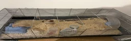 Hamster rodents for sale: Young hamster and supplies - Advert 2