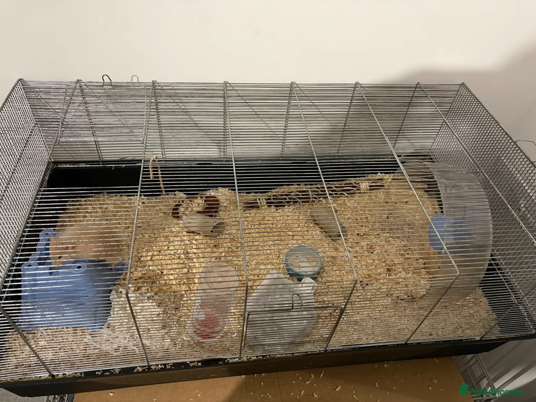 Hamster rodents for sale: Young hamster and supplies - Advert 2
