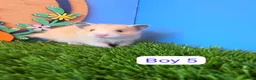 Hamster rodents for sale: Baby Syrian Hamsters Boys Girls Pedigree - Advert 6