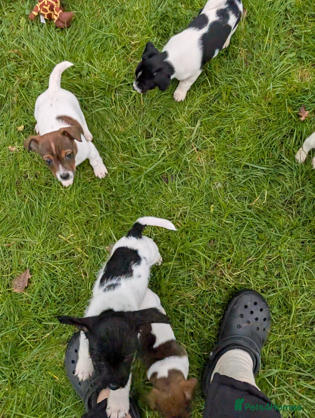 Jack Russell dogs for sale: 🐶 Jack Russell Boys – Ready Monday 23rd Feb🐶 - Advert 17