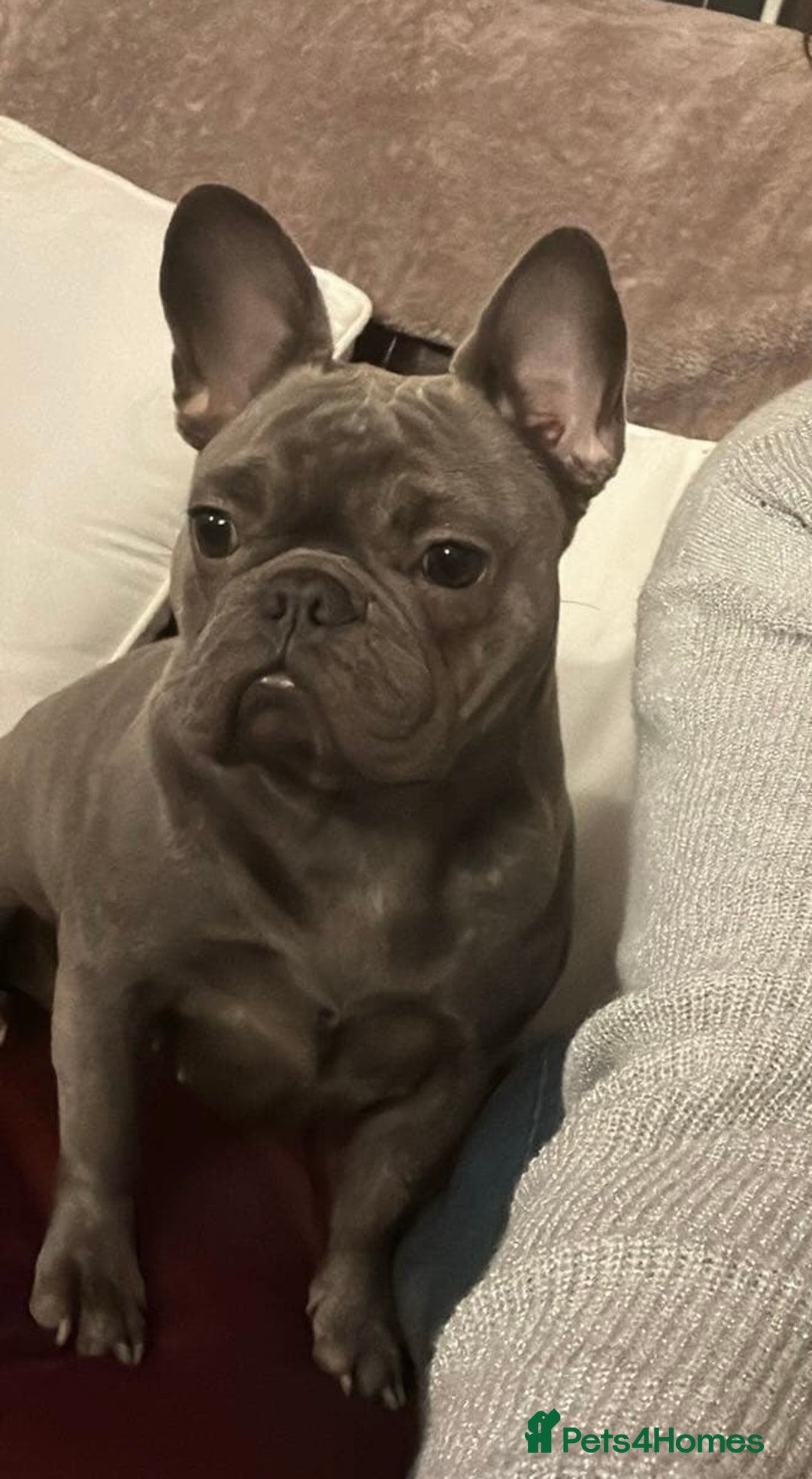 French Bulldog dogs for sale: french bulldog puppy for sale  - Image 5