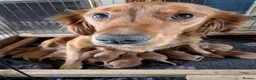 Golden Retriever dogs for sale: DNA hereditary clear pupppies - Advert 3