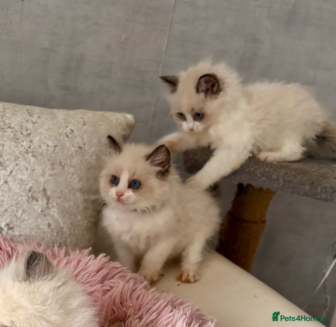 Ragdoll cats for sale: 4 fluffy boys - Image 5