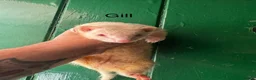 Ferret rodents for sale: Ferret kits ready to go in Sunderland - Advert 4