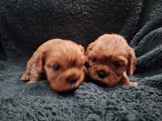 Cavalier King Charles Spaniel dogs - Advert 4