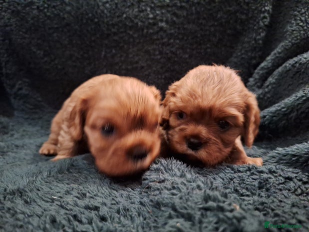 Cavalier King Charles Spaniel dogs - Advert 3