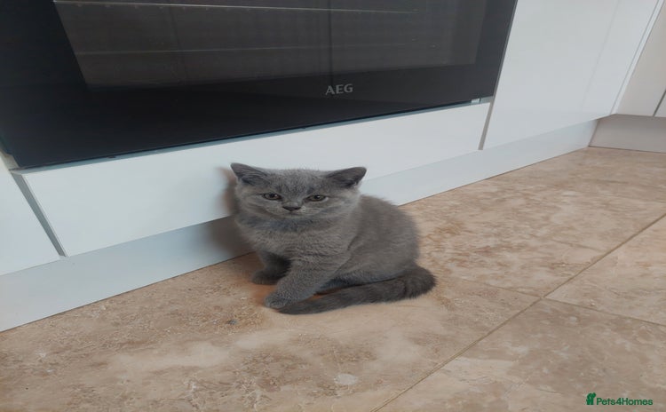 British Shorthair cats for sale - Advert 1