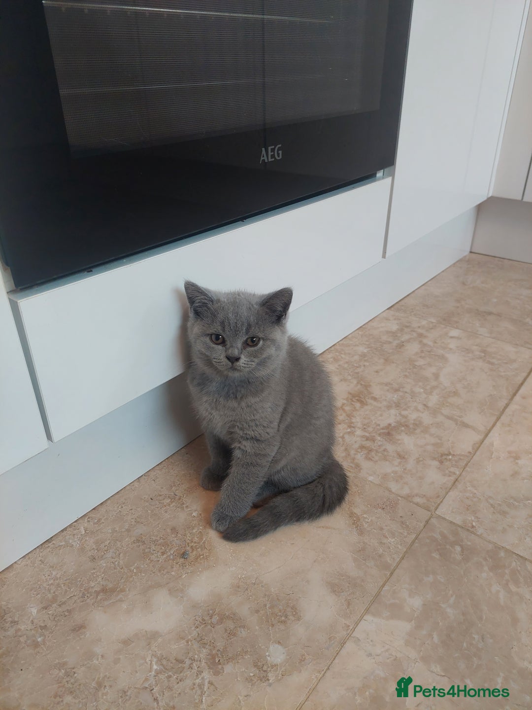 British Shorthair cats for sale: Pedigree British short hair kittens for sale  - Image 1
