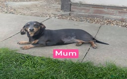 Miniature Dachshund dogs for sale: Miniture dachshunds  - Image 5