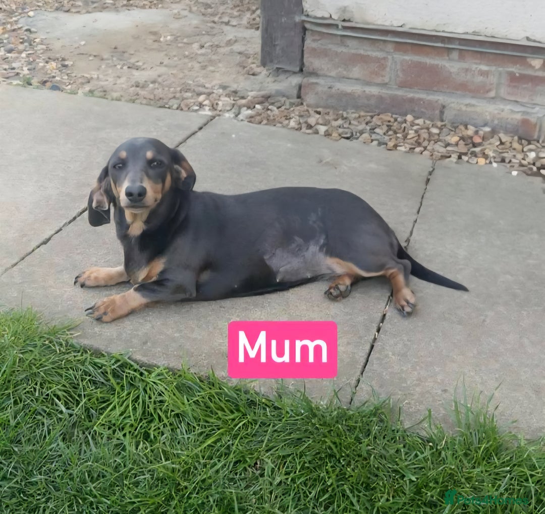 Miniature Dachshund dogs for sale: Miniture dachshunds  - Image 5