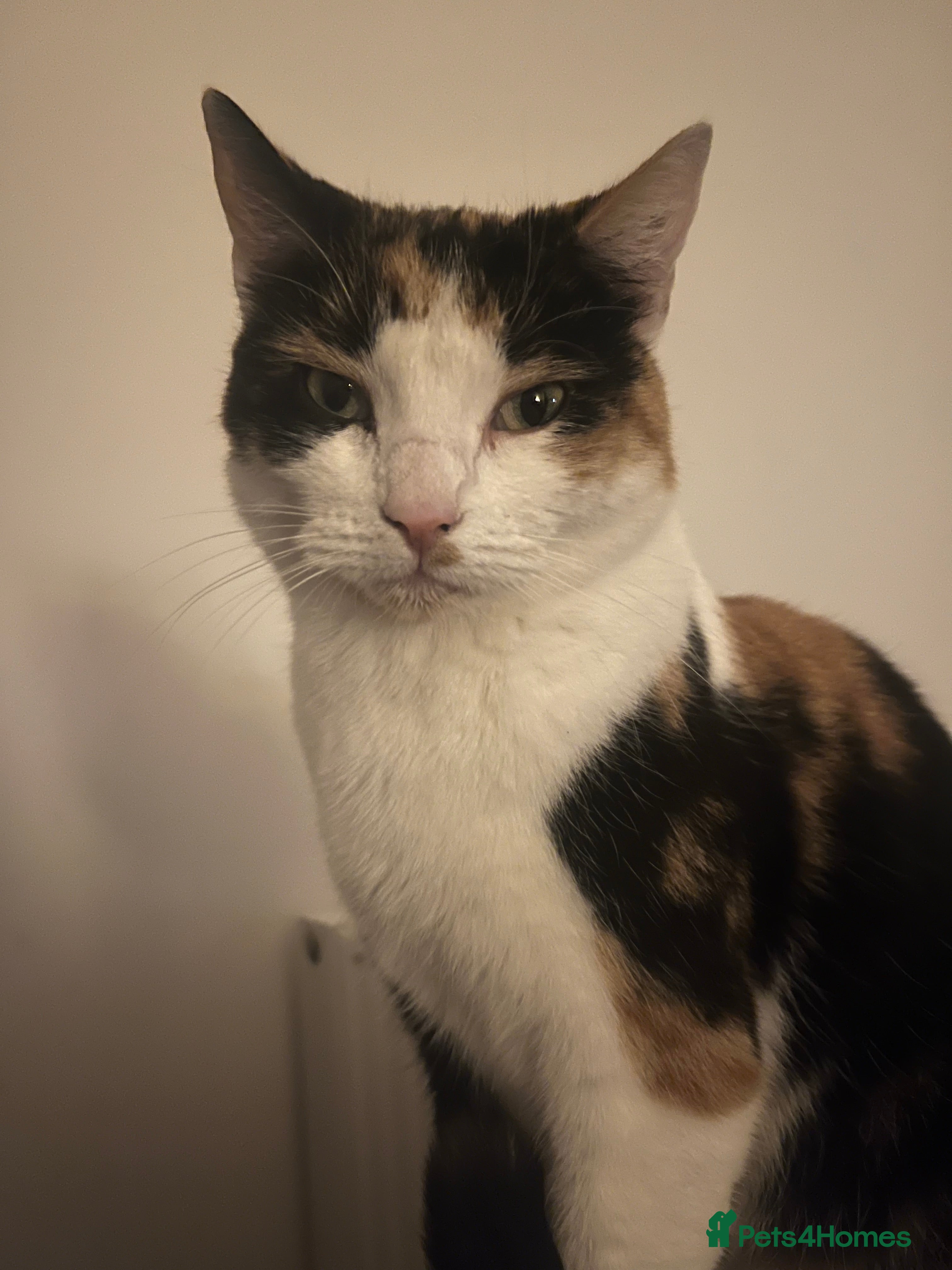 Mixed Breed cats Female Calico cat ready for new home - Advert 9