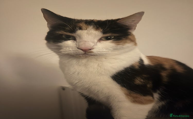 Mixed Breed cats - Advert 1