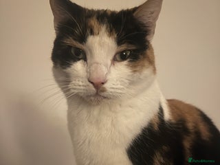 Mixed Breed cats - Advert 4