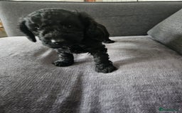 Cockapoo dogs for sale: Beautiful f2b cockapoos  - Image 8