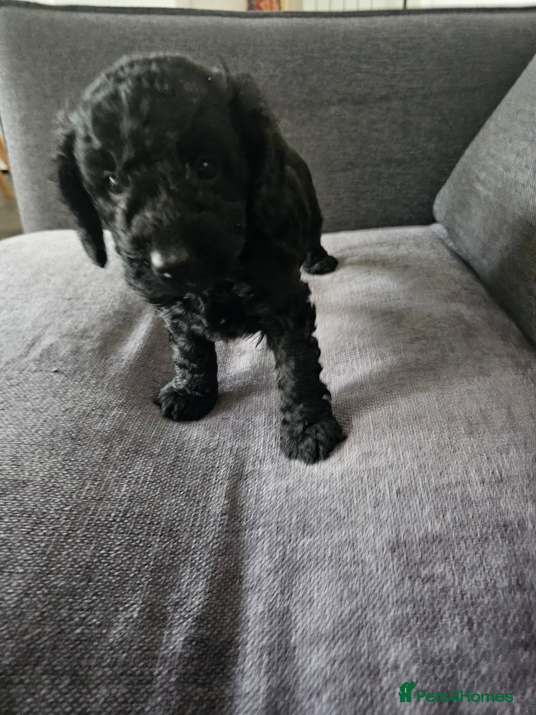 Cockapoo dogs for sale: Beautiful f2b cockapoos  - Image 8