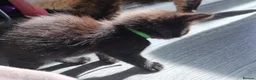 Norwegian Forest Cat cats for sale: Beautiful Norwegian Forest kittens - Advert 2