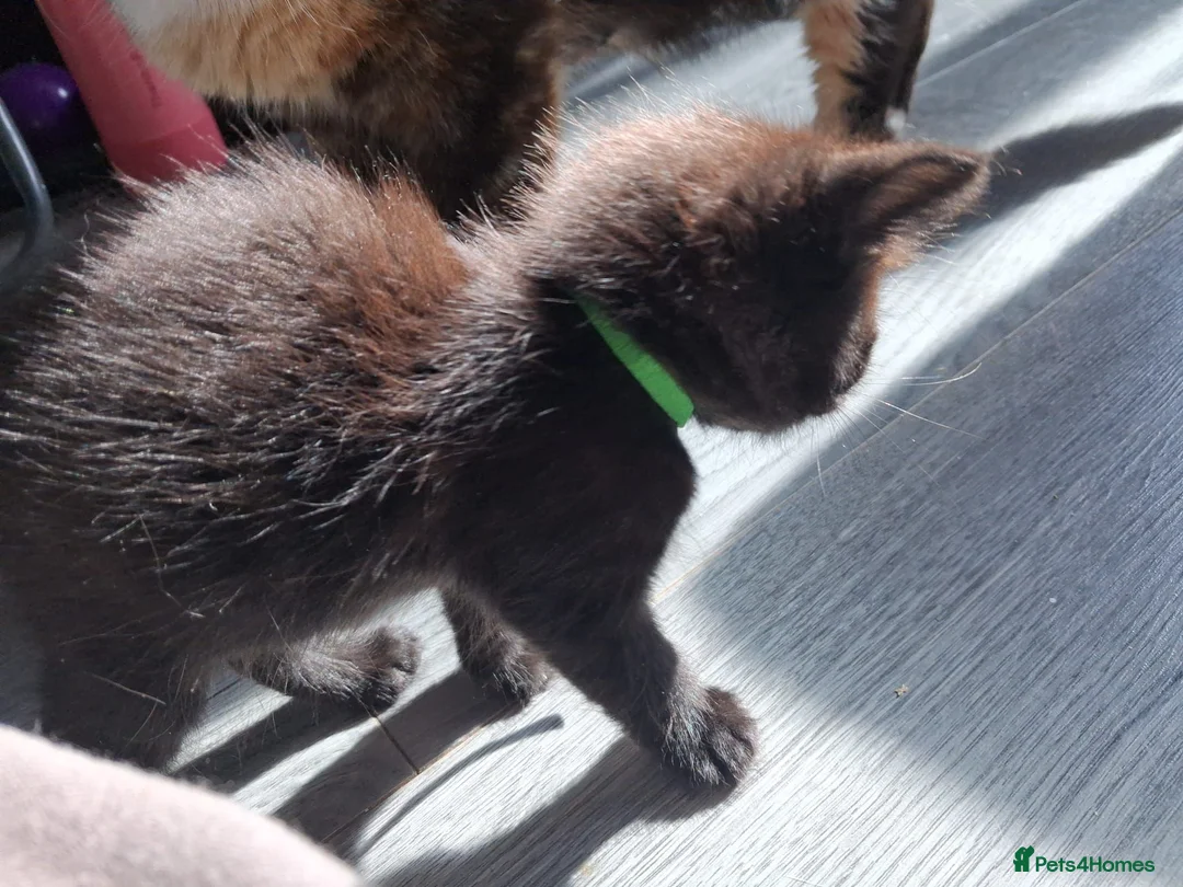 Norwegian Forest Cat cats for sale: Beautiful Norwegian Forest kittens - Advert 2