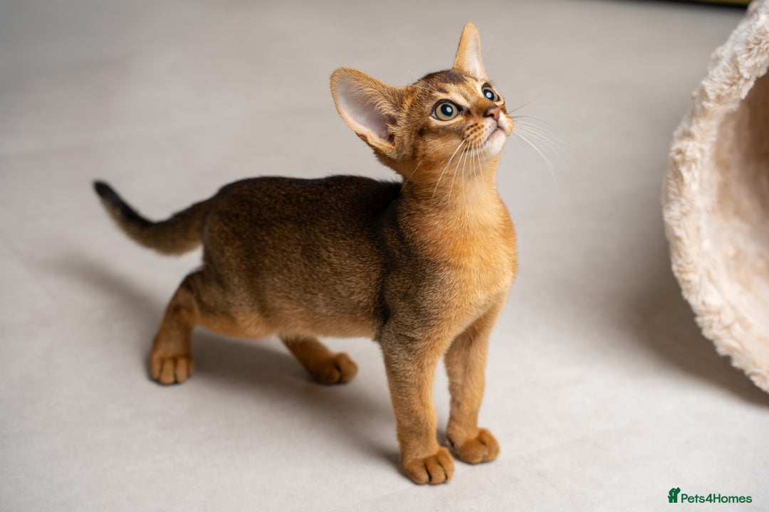 Abyssinian cats for sale: Premium Abyssinian kittens-TICA- Champion Pedigree - Image 12