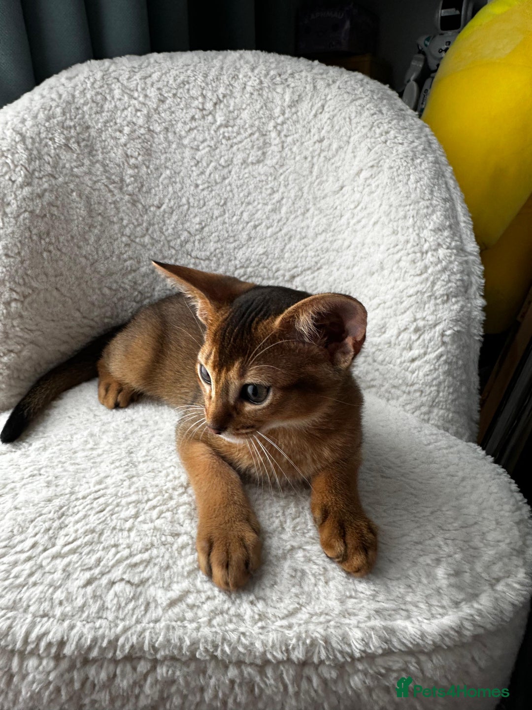 Abyssinian cats for sale: Nice Pure Abyssinian Kittens - Image 4