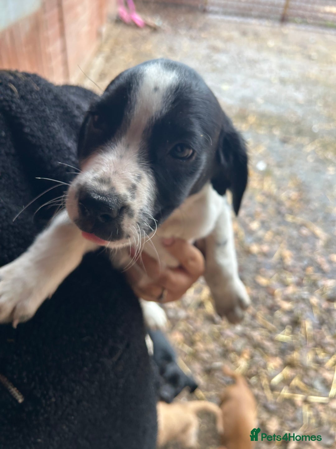 Mixed Breed dogs for sale: Beautiful litter of puppies. Mixed breeds❤️ - Image 4