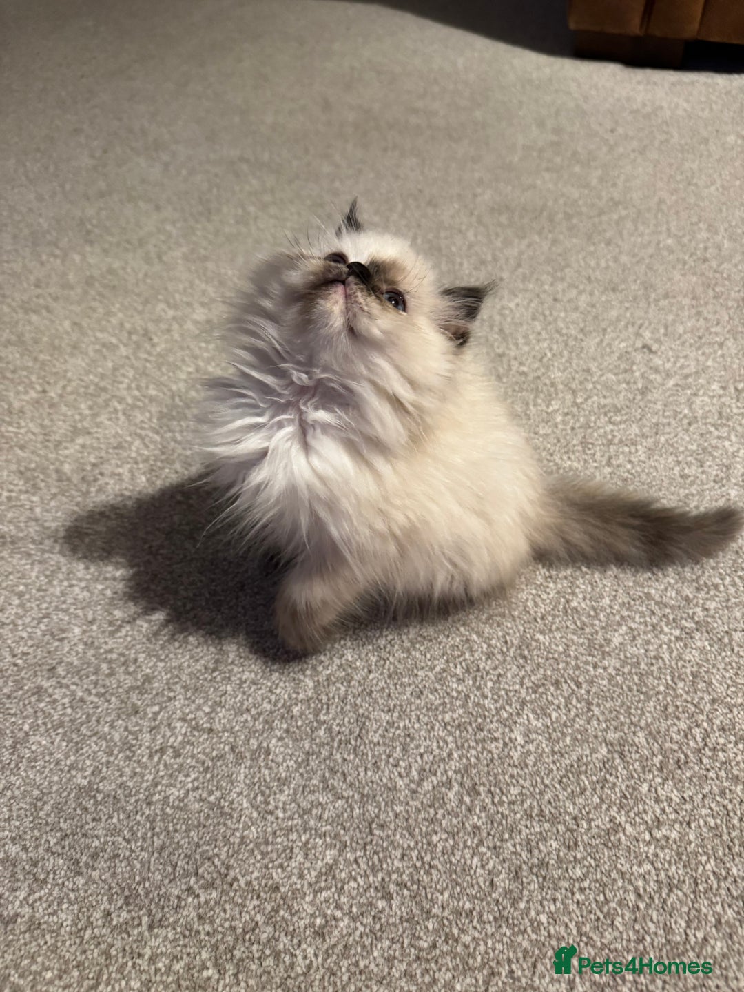 Birman cats for sale: Beautiful  Tortie  girl avaible - Advert 1