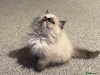 Birman cats Beautiful Tortie girl avaible - Advert 2