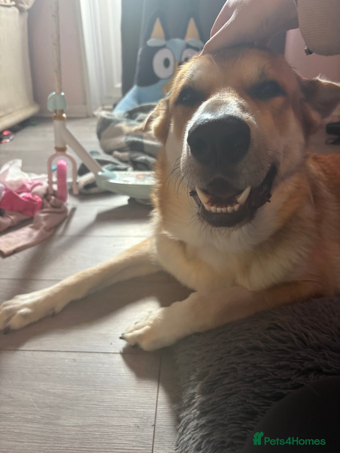 German Shepherd dogs for sale: Beautiful German shepherd boy - Image 1