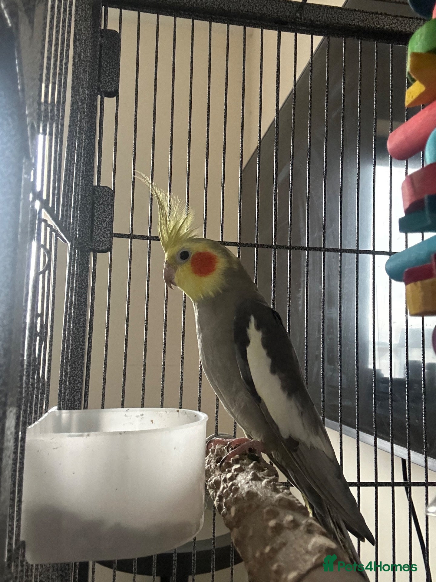 Cockatiels birds Male cockatiel looking for a new home - Advert 1