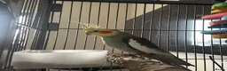Cockatiels birds for sale: Male cockatiel looking for a new home in Weston-super-Mare - Advert 1