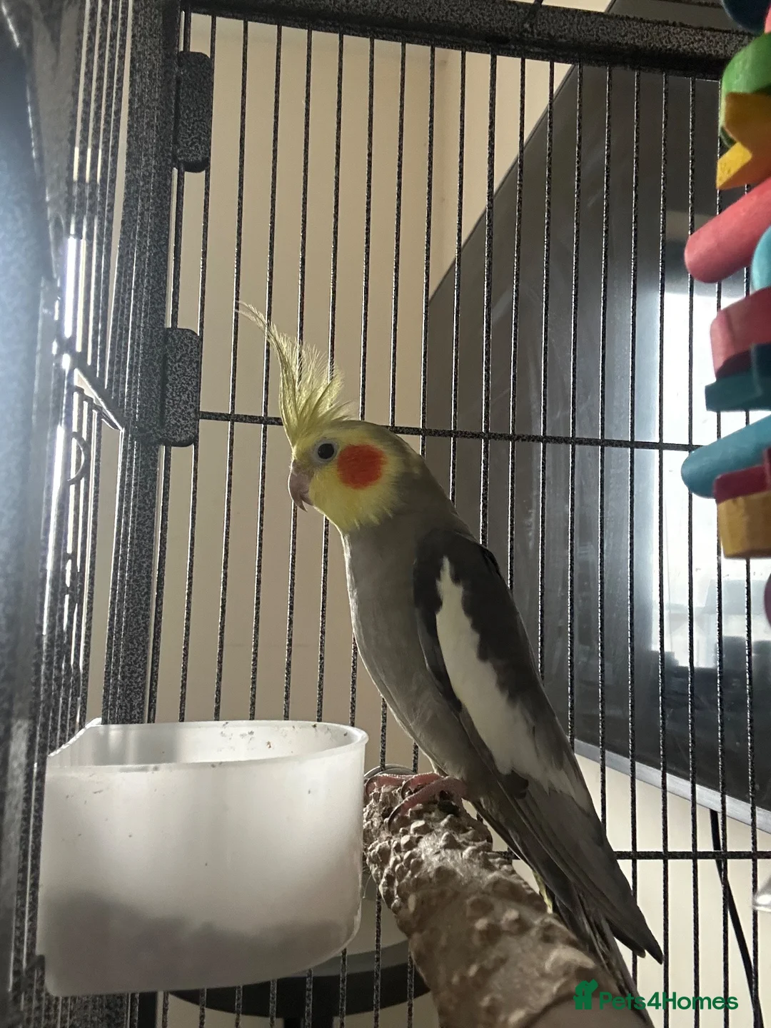 Cockatiels birds for sale: Male cockatiel looking for a new home in Weston-super-Mare - Advert 1