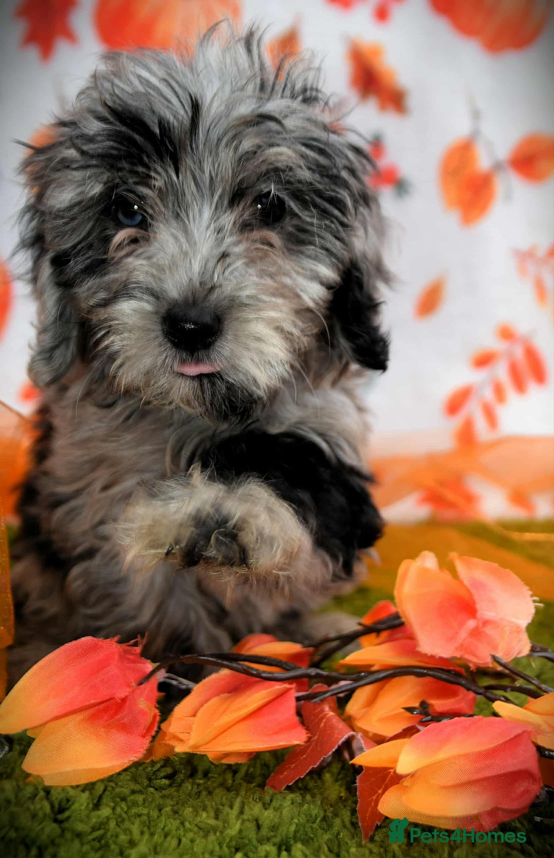 Cockapoo dogs for sale: Ready to go 10 October tiny toy cockapoos  - Image 17