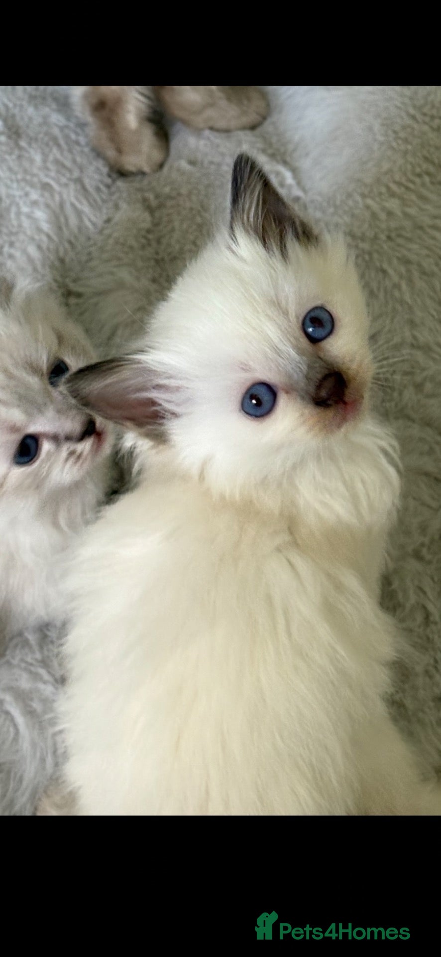 Ragdoll cats 🌺 Exceptional GCCF Babies 🌺 - Advert 17