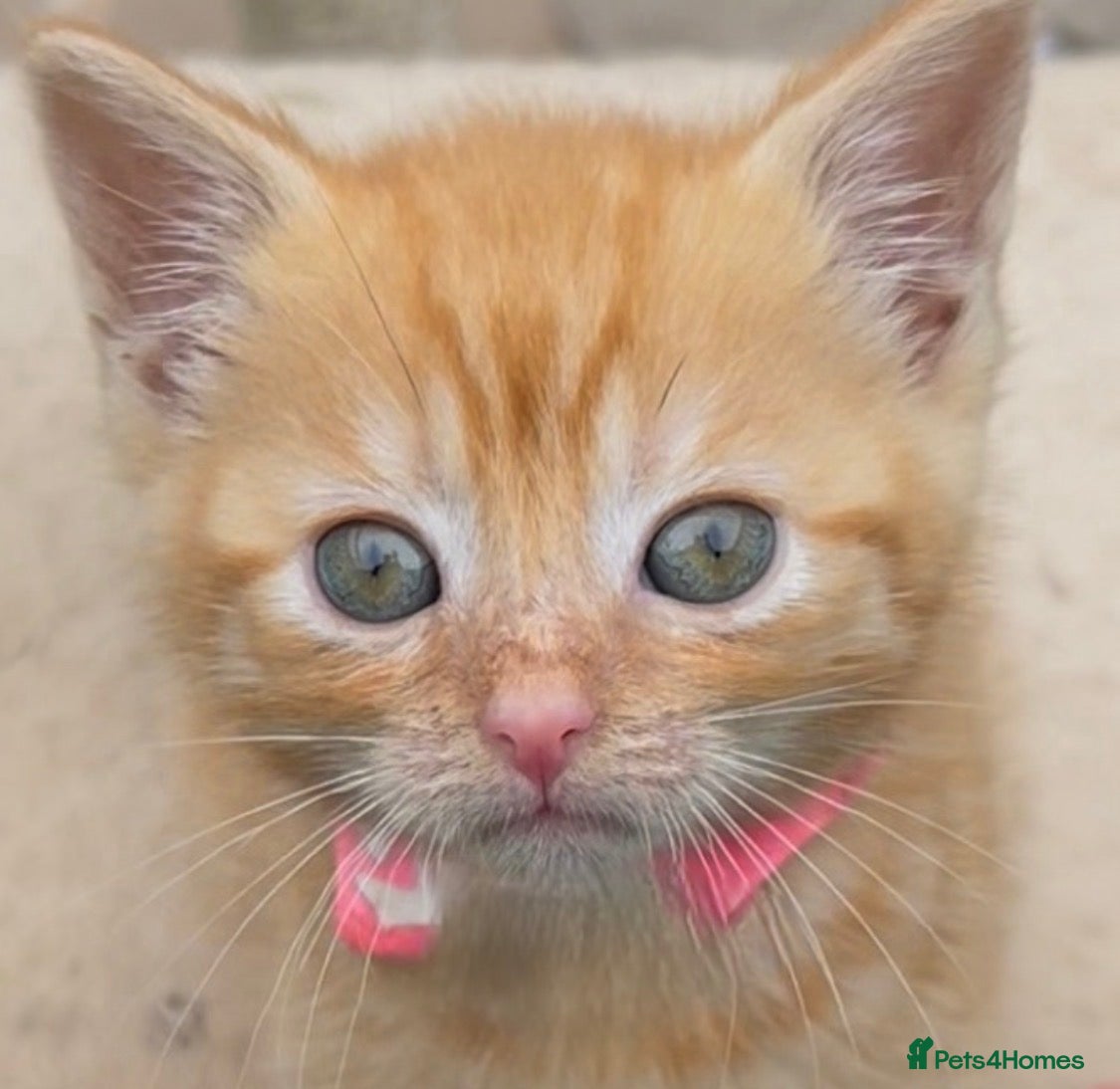Mixed Breed cats Female Pure Ginger Tabby Mackerel SHORT hair  - Advert 4