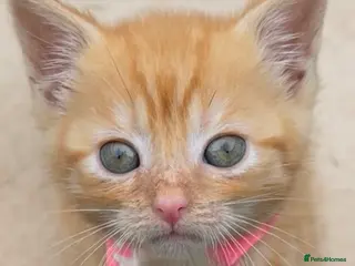 Mixed Breed cats Female Pure Ginger Tabby Mackerel SHORT hair - Advert 4