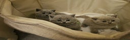 British Shorthair cats for sale: 🐾 Beautiful British Shorthair Kittens for Sale 🐾 - Advert 2