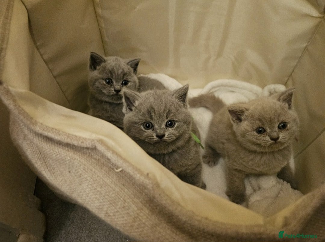 British Shorthair cats for sale: 🐾 Beautiful British Shorthair Kittens for Sale 🐾 - Advert 2