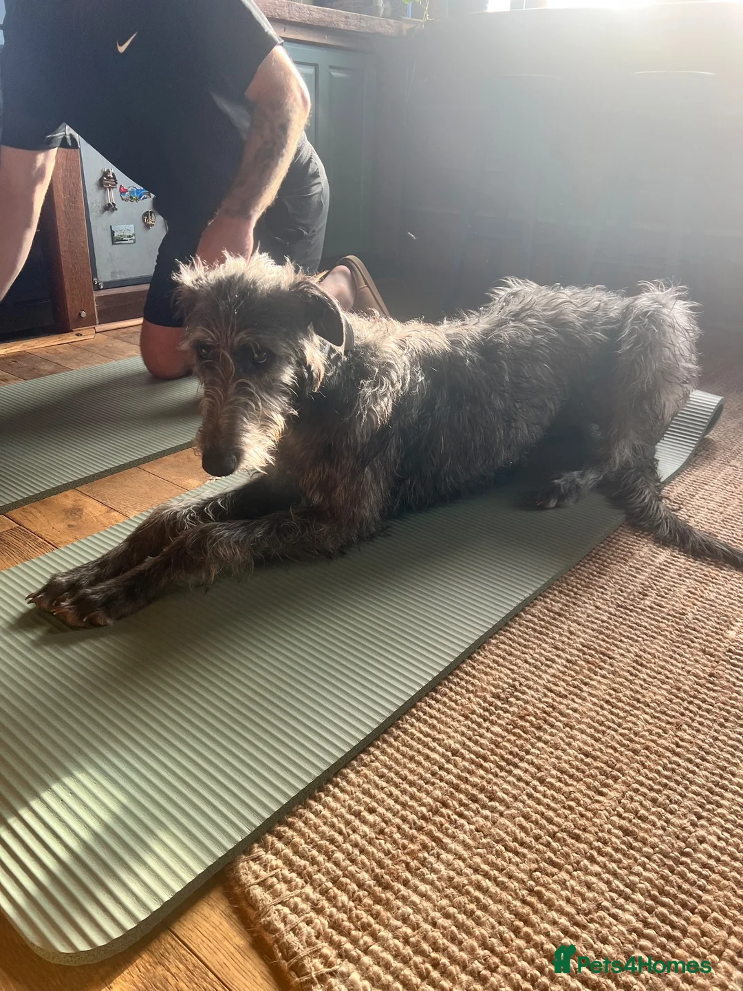 Deerhound dogs for sale: Female Deerhound  in Thurso - Advert 5