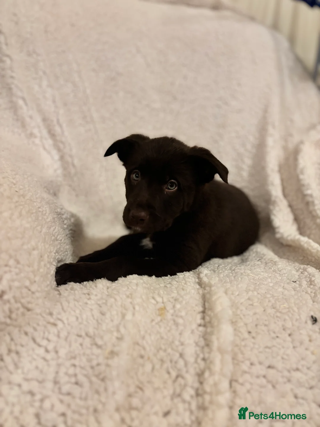 Borador dogs for sale: Beautiful Borador puppies for sale  - Advert 6