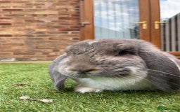 French Lop rabbits for sale: Giant French lop - Image 6