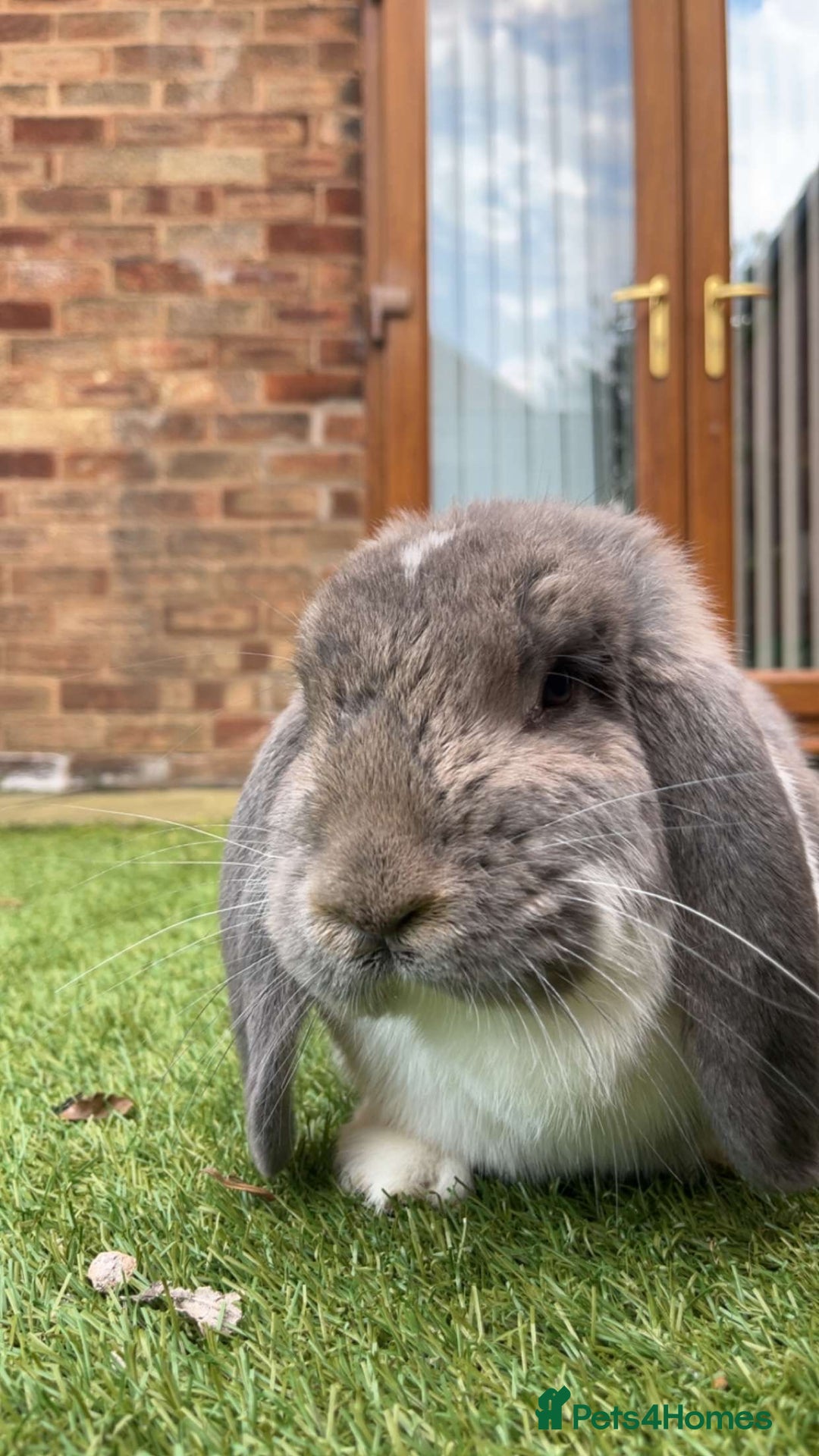 French Lop rabbits for sale: Giant French lop - Image 6