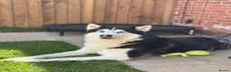 Utonagan dogs for sale: Husky/malamute 4y Has Hip dysplasia  in Leyburn - Advert 3